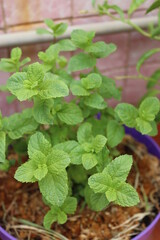 Peppermint from a pot on my terrace