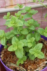 Peppermint from a pot on my terrace