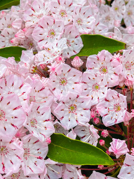 アメリカシャクナゲ Images Browse 98 Stock Photos Vectors And Video Adobe Stock