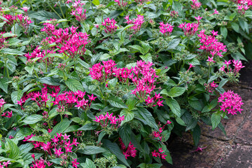 花壇に植えられたペンタスの花