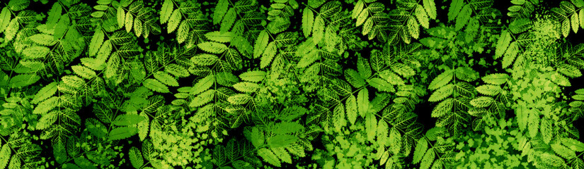 Full of green leaves background. Rovan berry natural leaf pattern. Green leaves wallpeper. 