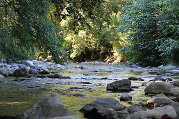 Obraz premium river in the forest