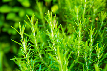Juicy green rosemary growing in the garden in summer on a sunny day