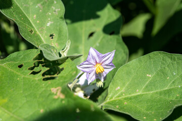 きれいな薄紫色のナスの花