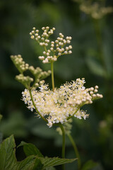 macrophotography of rqueen of the meadow in french mountain