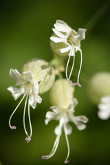 macrophotography of silene vulgaris in french mountain