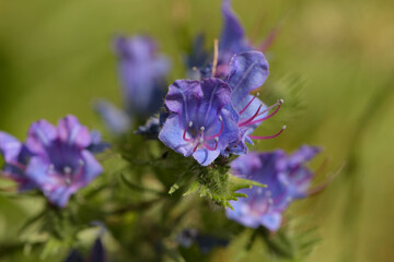 macrophotography of common viper's bugloss in french mountain