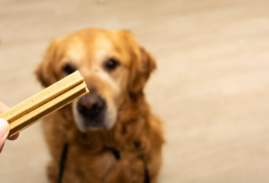 A Woman Hand Holding A Dog Treat In Front Of A Golden Retriever Dog