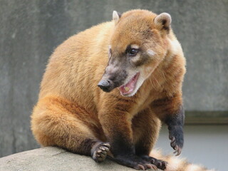 Fototapeta premium アカハナグマ