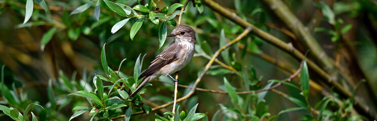 Grauschnäpper // Spotted flycatcher (Muscicapa striata) 