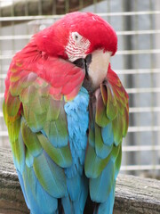 ベニコンゴウインコ