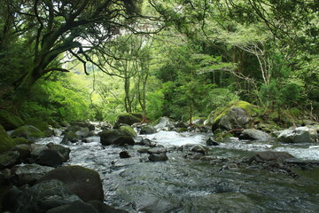 Obraz premium 箱根旧街道