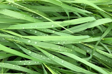 dew on grass