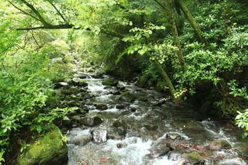 Obraz premium 箱根旧街道