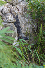 Primer plano de iguana rayada