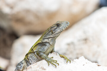 Enfoque selectivo de una iguana joven salvaje en las rocas contra un fondo borroso