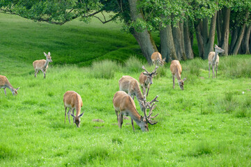 Deer in natural ambiance