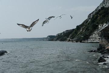 Fototapeta na wymiar birds near the sea