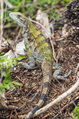 Disparo vertical de una iguana joven salvaje en el suelo
