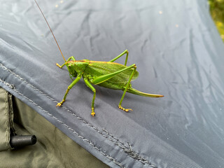 Large green grasshopper, locust sits on a tent. A pest and destroyer of fields with a large sword. Brown back. Warm summer day.