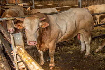 Texel, the Netherlands. August 2021. Young bulls in the barn on a cattle farm
