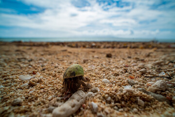 cactus on the beachｖ