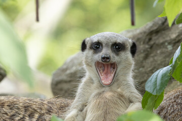 ミーアキャット