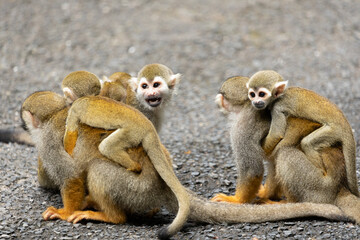 リスザルの親子