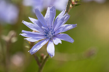 blühende Wegwarte