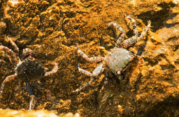 Crabs sit on a stone