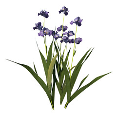 Obraz premium Front view of Plant (Iris tectorum 1) Tree white background 3D Rendering Ilustracion 3D