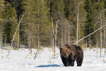 Big male brown bear walking in the snow in winter forest in Finland near Russian border