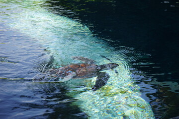 Schildkröte 3