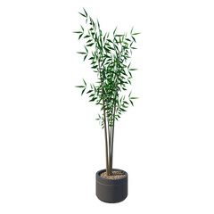 Front view of Plant (Potted Vase with Indoor Plant 6) Tree white background 3D Rendering Ilustracion 3D