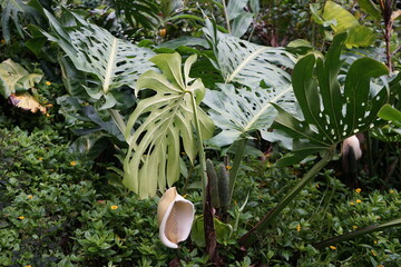 Blume Makro 2