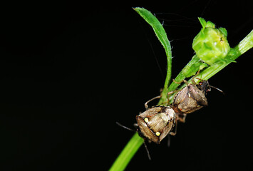 bug on a leaf