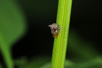 Treehopper on a branch