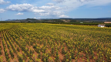 field of sunflowers