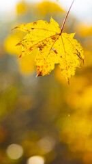 Yellowed leaves in the autumn park. Beautiful maple leaves in the fall season. Autumn concept. Copy space