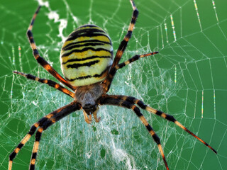 Spinnenphobie (Spinne frißt Beute)
