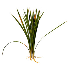 Front view of Plant (Typha Grass  1) Tree white background 3D Rendering Ilustracion 3D