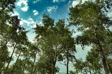 trees and sky