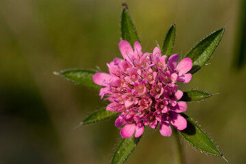 Macro photo of Lomelosia stellata flower. Pink flower stock photo.	