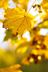 Yellow autumn leaves on trees. Autumn nature background with bokeh. Maple leaves, fall background
