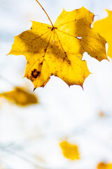 Yellow autumn leaves on trees. Autumn nature background with bokeh. Maple leaves, fall background