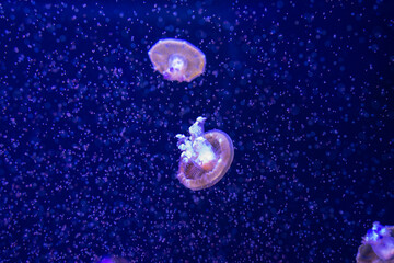 Jellyfishes. Beautiful jellyfish, medusa in the neon light with the fishes. Aquarium with pink jellyfish. Underwater life in ocean jellyfish.