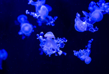 Naklejka na ściany i meble White-spotted jellyfish (Phyllorhiza punctata), also known as the Australian spotted jellyfish. Wild life animal. White-spotted jellyfish in dark water. Medusa isolated on blue background. 