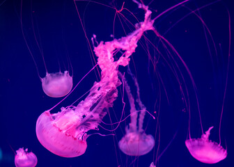 Jellyfishes (Pelagia noctiluca). Beautiful jellyfish, medusa in the neon light with the fishes....