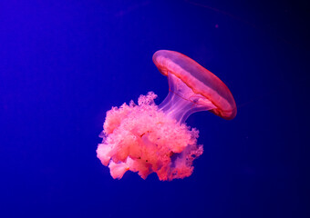 Jellyfishes. Beautiful jellyfish, medusa in the neon light with the fishes. Aquarium with pink...