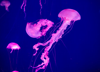 Jellyfishes (Pelagia noctiluca). Beautiful jellyfish, medusa in the neon light with the fishes....